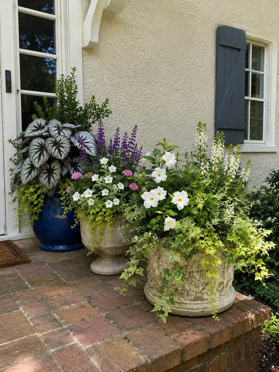 Summer Gallery